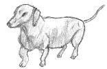 Dachshund Dog Drawing