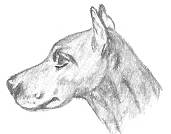 Drawing Of A Dog's Head