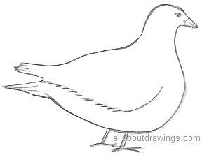 Dove Drawing Outline