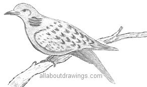 Dove Drawing Turtledove