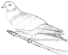 Dove Drawings