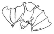 Bat Drawing