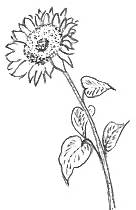 Drawing Of A Blossom