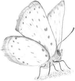 Drawing Of A Butterfly