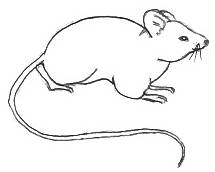 Drawing Of A Mouse