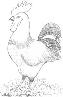 Drawing Of A Rooster