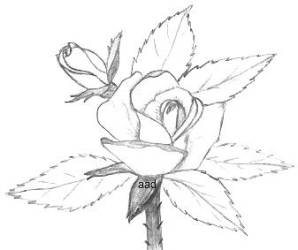 Drawings Of Roses