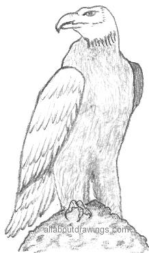 Eagle Rock Drawing