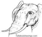 Elephant drawing