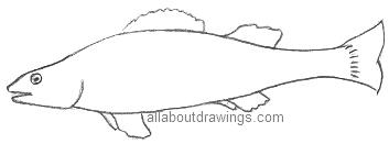 Fish Outline