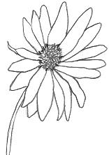 Flower Drawing