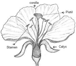 Flower Parts Drawing