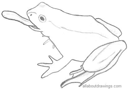 Frog Drawings