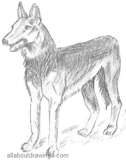 German Shepherd Drawing