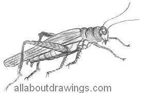 Grasshopper Drawing