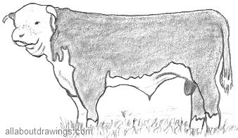 Hereford Bull Drawing