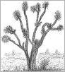 Tree Sketch