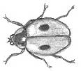 Ladybug Drawing