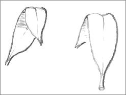 Leaves drawing