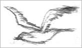 Bird drawing left handed