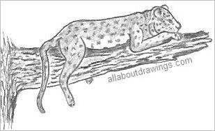 Leopard Drawing