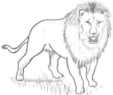 Lion Drawing