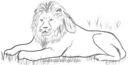 Lion Drawings