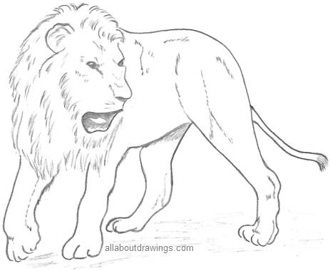 Lion Drawing In Pencil