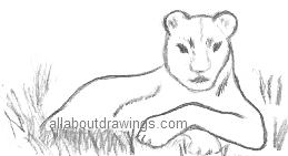 Lioness Drawing