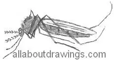 Mosquito Drawing