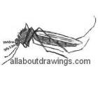 Mosquito Drawing