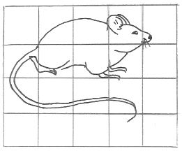 Draw A Mouse