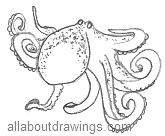 Octopus Drawings