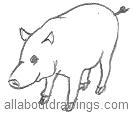 Outline Of A Pig