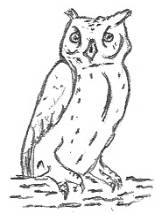 Owl Drawing