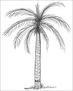 Palm Tree Drawings