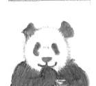 Panda drawing