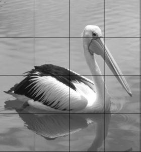 Pelican Photo