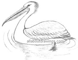 Pelican Drawing