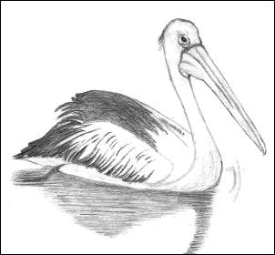 Pelican Using Grid