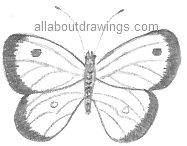 Pencil Drawing Butterfly