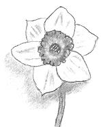 A Daffodil Drawing