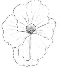 Large Pansy Drawing