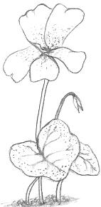 Drawing Of A Common Violet