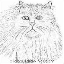 Persian Cat Drawing