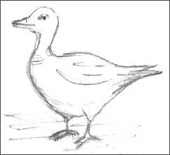 Repeated Duck Drawing