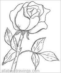 Beautiful Rose Pencil Drawings