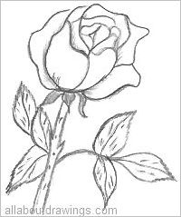 Rose Drawing In Pencil