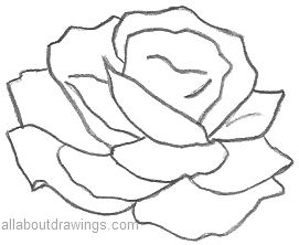 Rose Outline