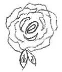 Rose Sketch Complete